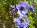 anemone Lord Lieutenant