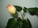 DSC00526