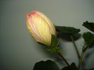 DSC00527