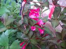 vigelia rosie