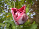 Tulipa Negrita (2015, April 22)