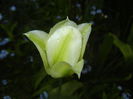 Tulipa Spring Green (2015, April 22)