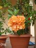 clasic apricot poza net