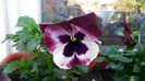 20150425_112952