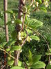schisandra inflorita
