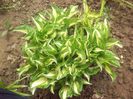 Hosta 2