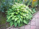 Hosta 1 la maturitate