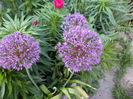 allium