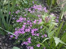 phlox sabulata