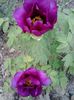20150504_192534