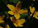 DSC00341