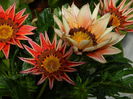 DSCN5789 gazania