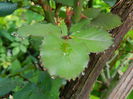 DSCN5827