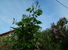 DSCN5868