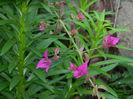 DSCN5906