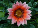 DSCN5909