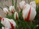 Tulipa Happy Generation (2015, April 22)