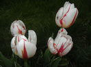 Tulipa Happy Generation (2015, April 22)