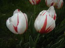 Tulipa Happy Generation (2015, April 22)