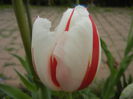 Tulipa Happy Generation (2015, April 22)