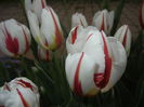 Tulipa Happy Generation (2015, April 22)