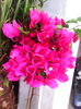 bougainvilee  ciclam inaltime 100cm.