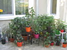 Picture My plants 2904