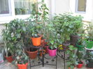 Picture My plants 2906