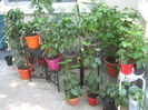 Picture My plants 2907