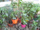 Picture My plants 2915