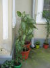 Picture My plants 2921