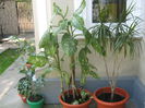 Picture My plants 2923
