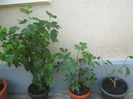 Picture My plants 2927