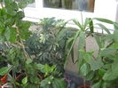 Picture My plants 2939