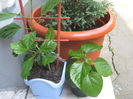 Picture My plants 2942