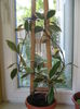 Picture My plants 2944