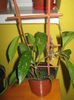 Picture My plants 2945