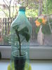 Picture My plants 2951