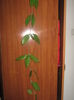 Picture My plants 2958