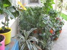 Picture My plants 2974