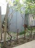 Picture My plants 2998