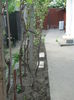 Picture My plants 3025