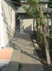 Picture My plants 3039
