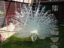 DSC07904