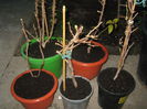 Picture My plants 3043