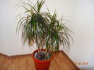 dracena marginata ,,bicolor''