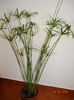 Cyperus  (Papirus)