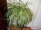Crin verde (Clorofitum), mare 0.5x0.5 m