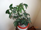 Schefflera
