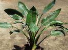strelitzia